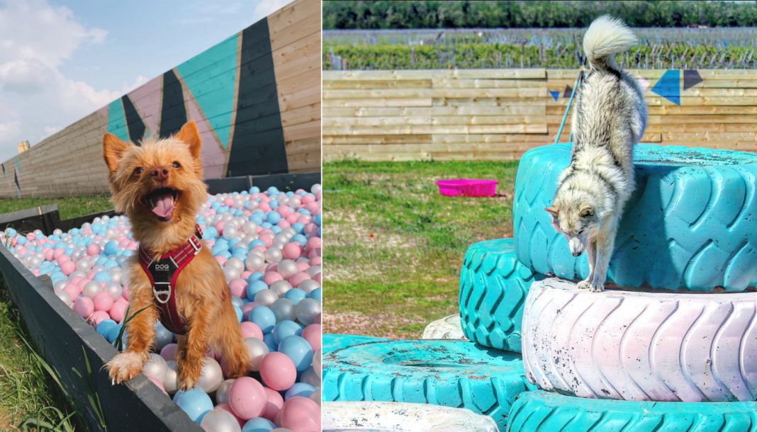 Club pour animaux domestique