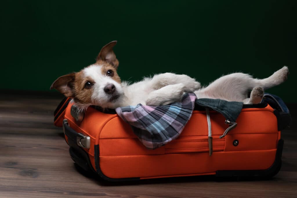 animaux-de-compagnie-6-conseils-pour-des-vacances-reussies-avec-son-chien-1024x683